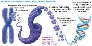 chromosomes and genes w3s