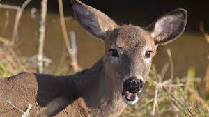 keep deer away from your plants and