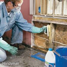 how to remove mold mold remediation