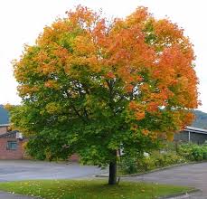 19 most common trees in pennsylvania