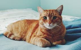 Here, you can also find some cutest male cat names, i think this names also perfect match as per your requirement. Orange Male Cat Names 230 Great Ideas For Naming Your Orange Male Kitten Petpress