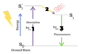 Newsletter Understanding Fluorochromes For Flow Cytometry