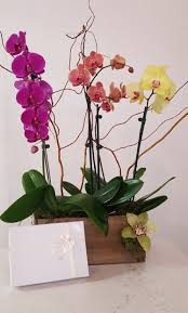 orchid pion gift set in covina ca