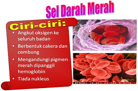 Hasil gambar untuk sel darah merah