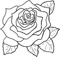 how to draw roses opening in full bloom