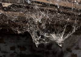 Get Rid Of Spiders In The Basement