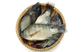 tilapia fish nutrition profile