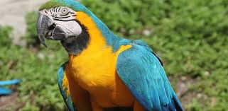 macaw parrot guide 2024 how much