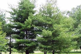 Fast Growing Shade Trees For Your Yard