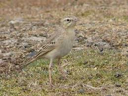 Tawny pipit features a rare appearance on film of a pair of covenanter tanks. Details Tawny Pipit Birdguides