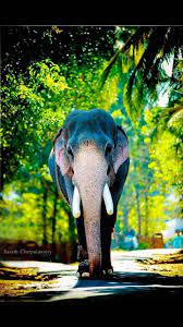 kerala elephants wallpapers wallpaper