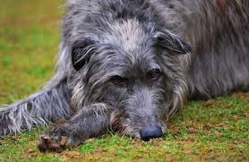 Scottish Deerhound - Description, Energy, Health, Interesting Facts