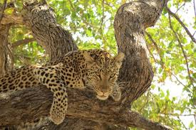 Best camping in moremi game reserve on tripadvisor: 6 Days Moremi Game Reserve Savuti And Chobe National Park Botswana Maun Compare Prices 2021