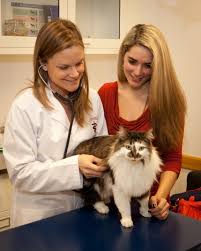 Hugely impacting its life expectancy, diseases affecting the scottish fold cat can create an unfair shot at life for the feline friend that is full of pain and agony. Hypertrophic Cardiomyopathy Hcm Cornell University College Of Veterinary Medicine
