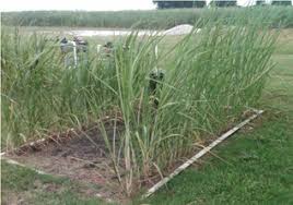 Flooding 039 S Effects On Young Sugarcane Certified Crop Adviser