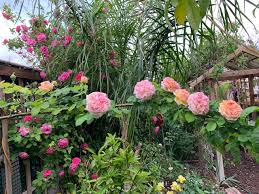 My Enchanting Cottage Garden May 2019