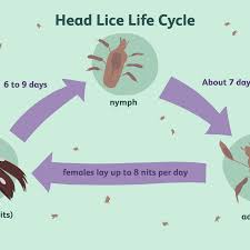 Head Lice Symptoms Causes Diagnosis And Treatment