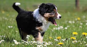 Miniature Bernese Mountain Dog Goldenacresdogs Com