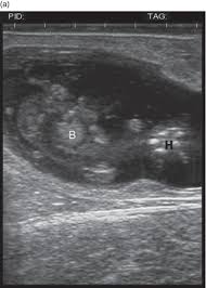 Reproductive Ultrasound Of Female Cattle Veterian Key
