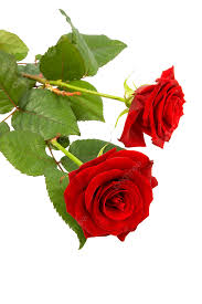 two red roses lie isolated rose