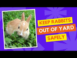 rid of rabbits from your yard