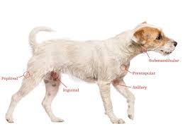all about dog lymph nodes location