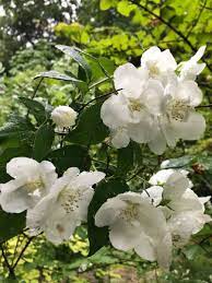 ご存知の方 この花の名前 教えてください。白い可憐な花です...｜園芸相談Q＆A｜みんなの趣味の園芸