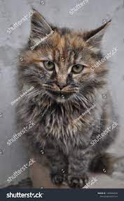 Hairy pussycat