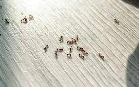 how to get rid of little black ants in