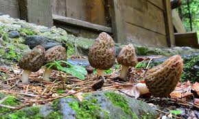 how to grow morel mushrooms the