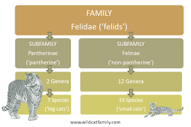 Felidae Wild Cat Family Classification Pantherinae