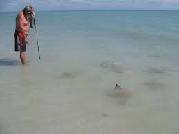 Cownose Stingrays Do Walk In The Water Keep Still Or