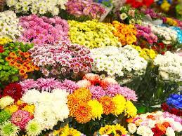berkeley florist supply