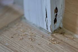 schedule your termite annual inspection