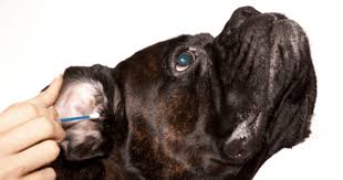 can i treat my dog s ear infection at