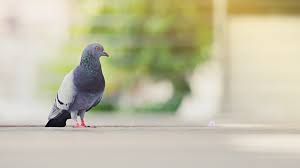 Keep Pigeons