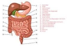 sindirim-sistemi-organları-ve-görevleri-nelerdir