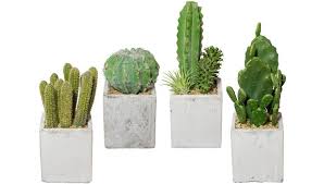 Download the perfect kaktus pictures. Creativ Green Kunstcactus Kaktus Online Bij Otto