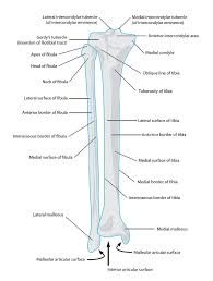 The bones of the leg are the femur, tibia, fibula and patella. Skeletal System Diagrams