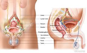 The male reproductive system is made up of internal (inside your body) and external (outside your body) parts. Male Reproductive Anatomy True