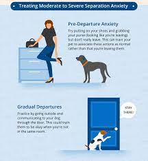 separation anxiety in dogs cats