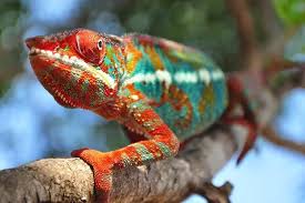 panther chameleon care guide facts