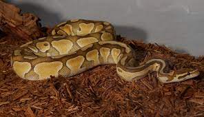 6 best substrate for ball python