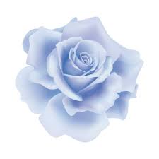 blue rose flower vector art icons and