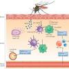 Introduction for Dengue Virus