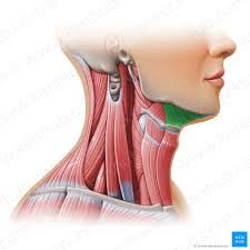 See anatomy of the head and neck stock video clips. Neck Muscles Anatomy List Origins Insertions Action Kenhub