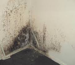 how to get rid of mould with boric acid