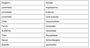 Classification Of Eukaryotes Sutori