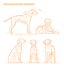 Dalmatian Dimensions Drawings Dimensions Guide