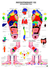 Physiotherapy Vii Reflexzones Feet Anatomical Chart